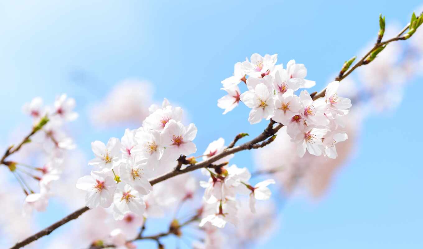 Сакура, весна