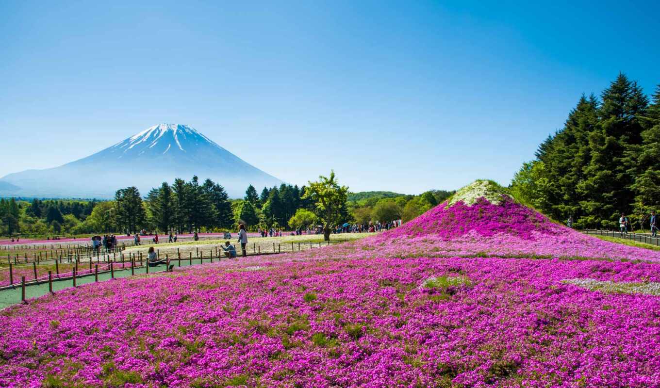 flowers, mountain, Sakura, spring