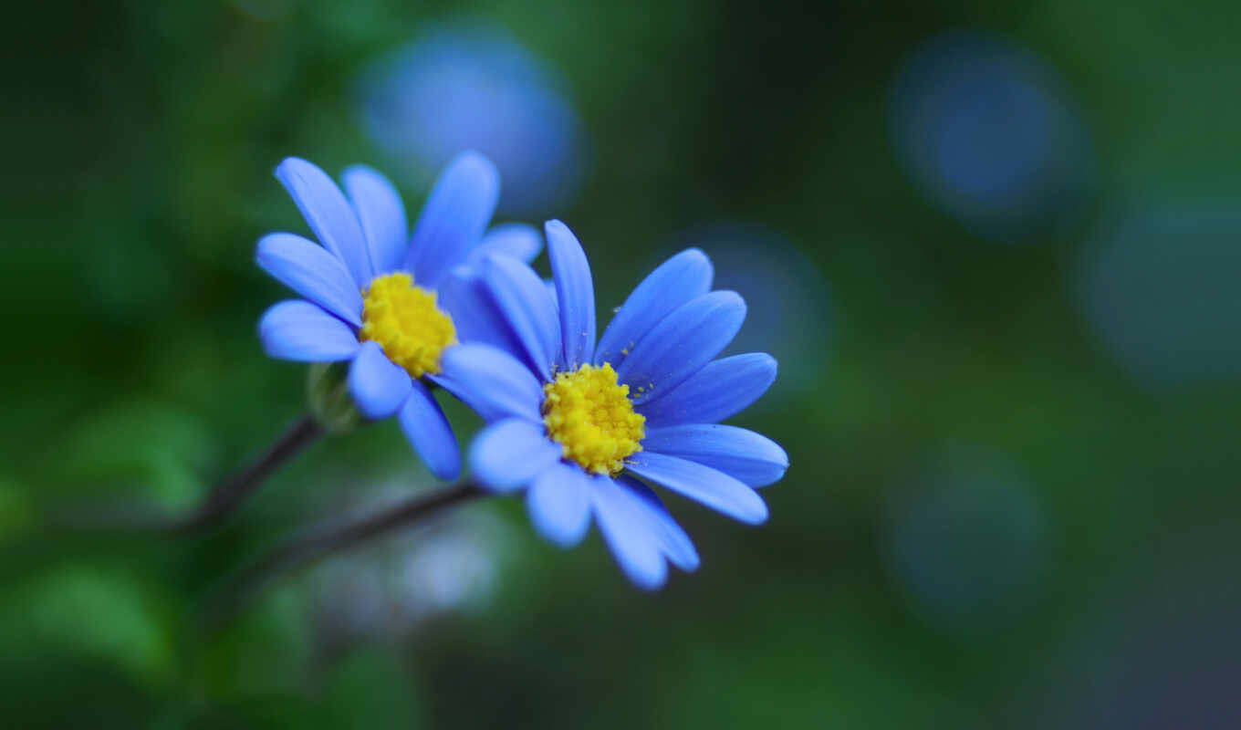 цветы, blue, google, pinterest, mai, pentru, flori, odata, albastre