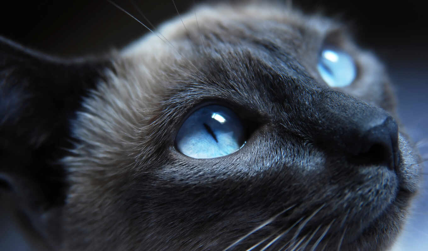 blue, глаз, кот, увеличить, птица, animal, human, detailed