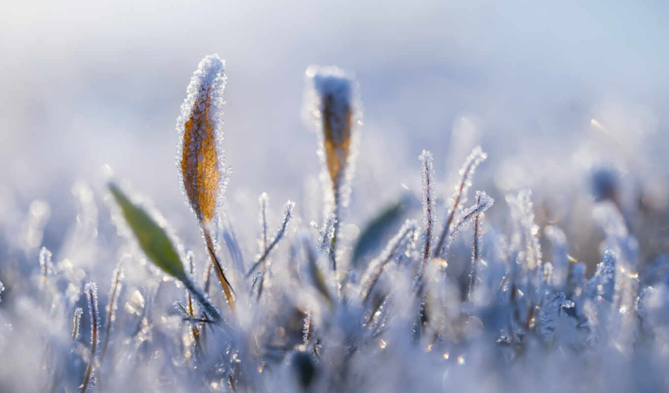 nature, frost, grass, winter, earth, plant, freeze
