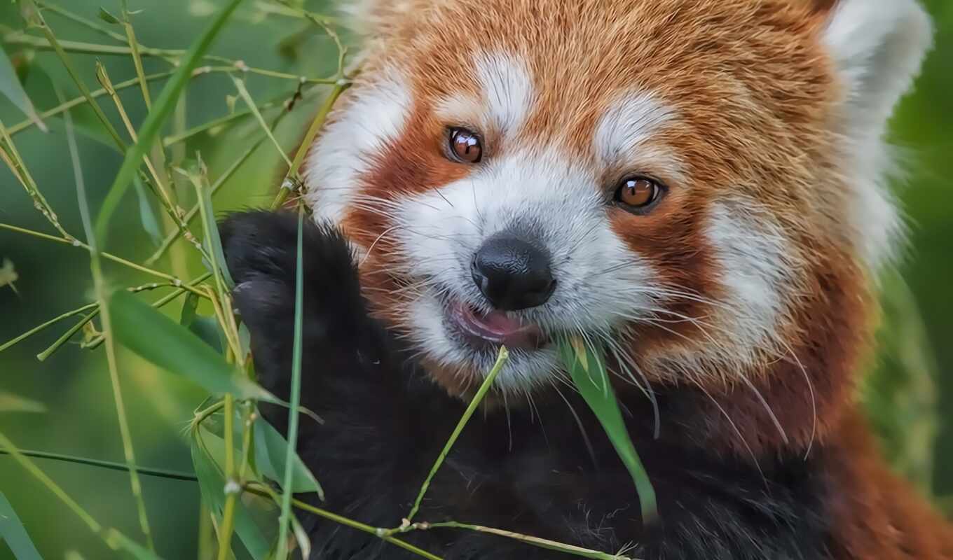 есть, панда, бамбук