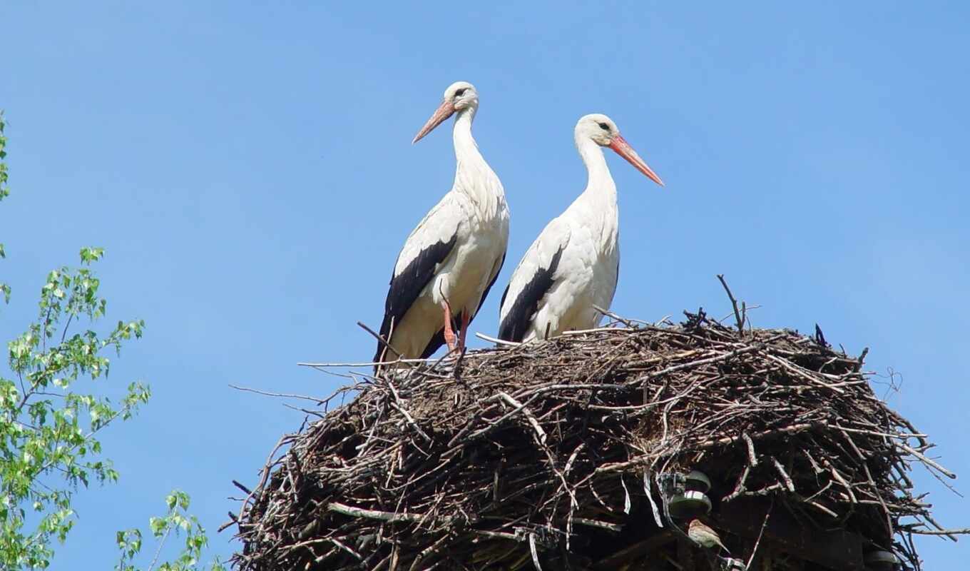 white, bird, nest, stork