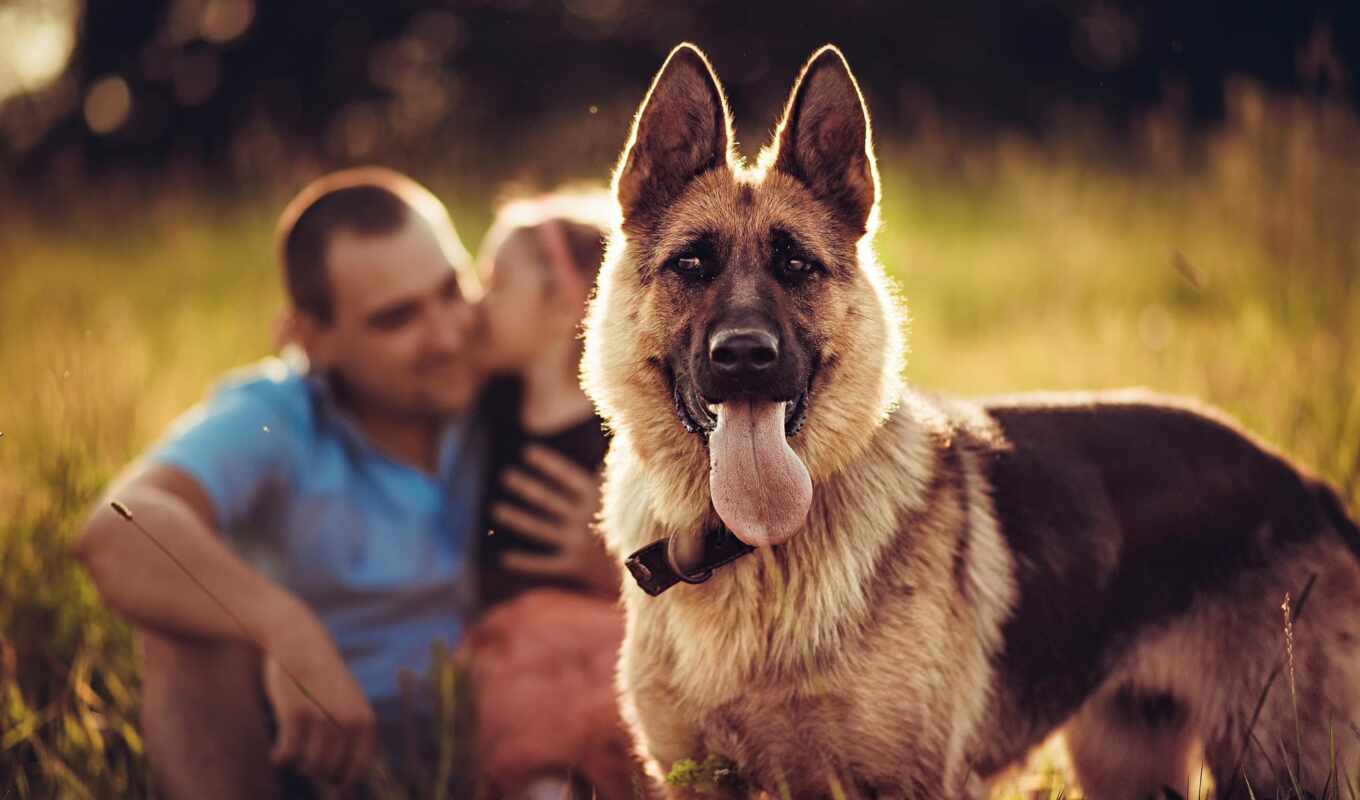 dogs, awesome, women, last, nature, ears, awesome, engagement, news, imgator