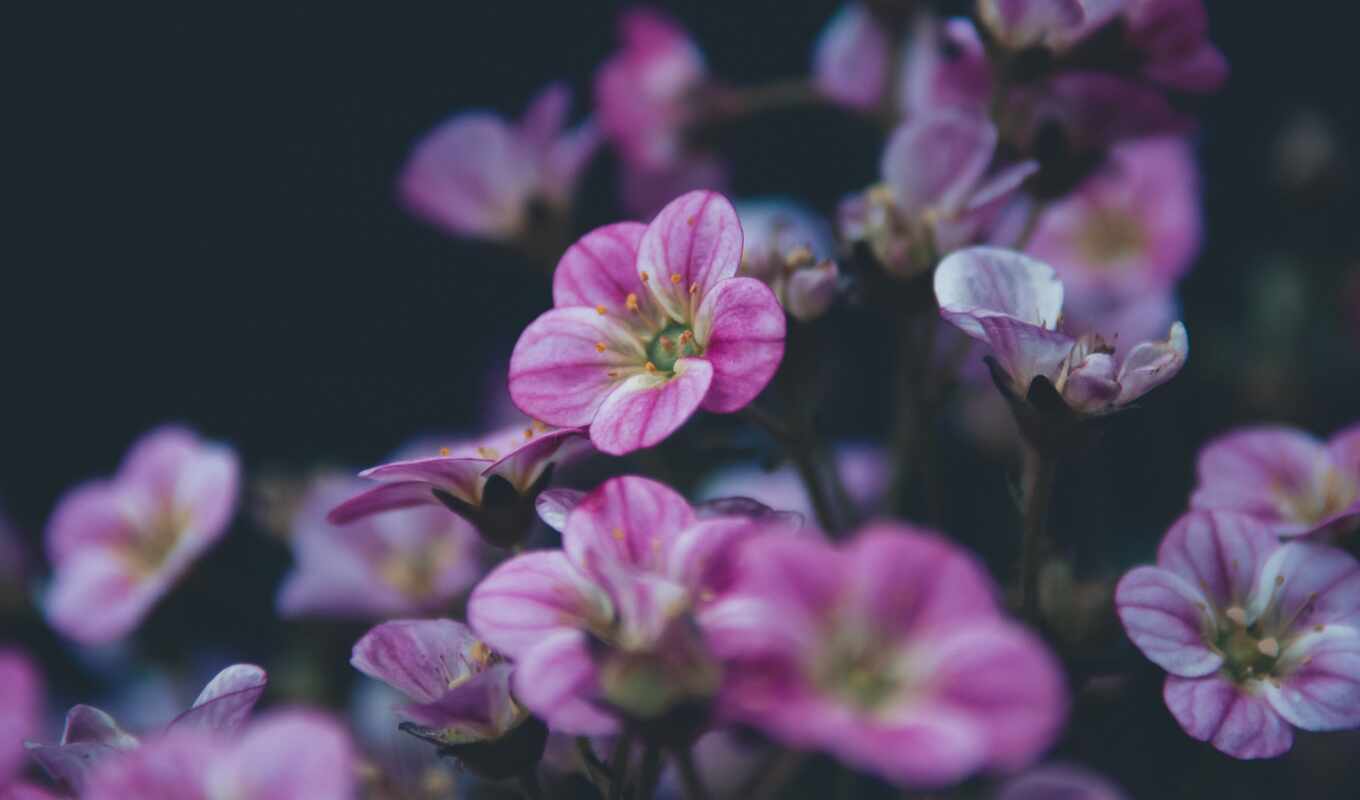 flowers, ipad, mini, quote, parallax, geranium