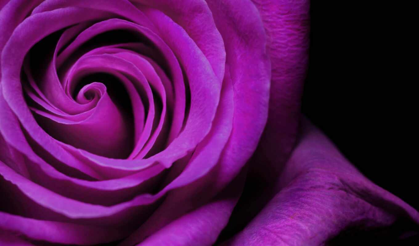 rose, picture, purple, table, beautiful, takeoff, seed, bud, miro