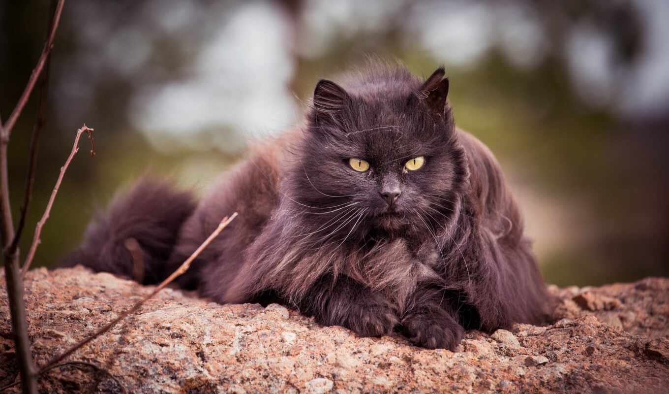black, кот, оригинал, твой, animal, sit, пушистый