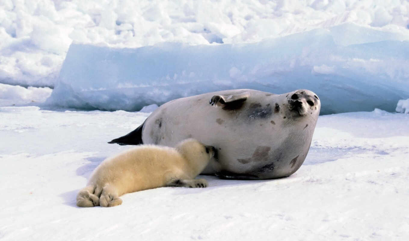 animals, site, tags, animals, seal, animal, the cub, marine, vfl, little, mom, başka, animals, I don't know, abc, seals