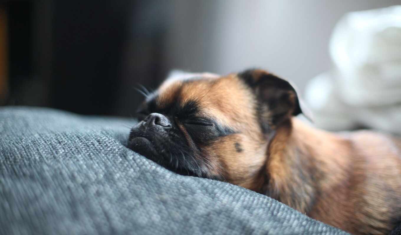 кровать, собака, собак, морда, спит, нос, брабансон