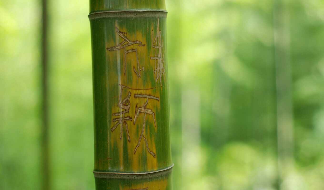 картинка, надпись, макро, дерево, зелёный, листва, бамбук, ствол, иероглифы