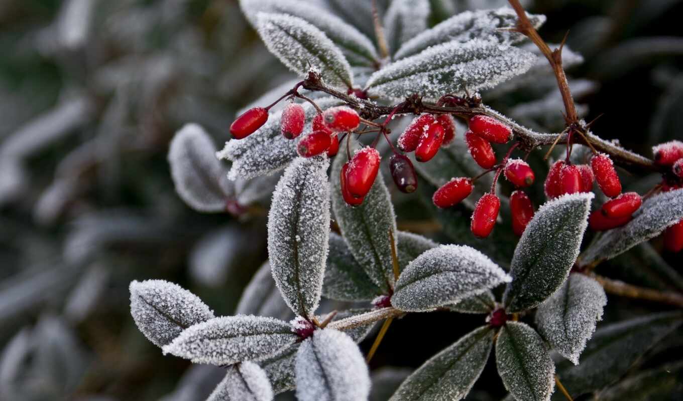 nature, frost, winter, foliage, branch, plant, the benefit, berries, hoarfrost