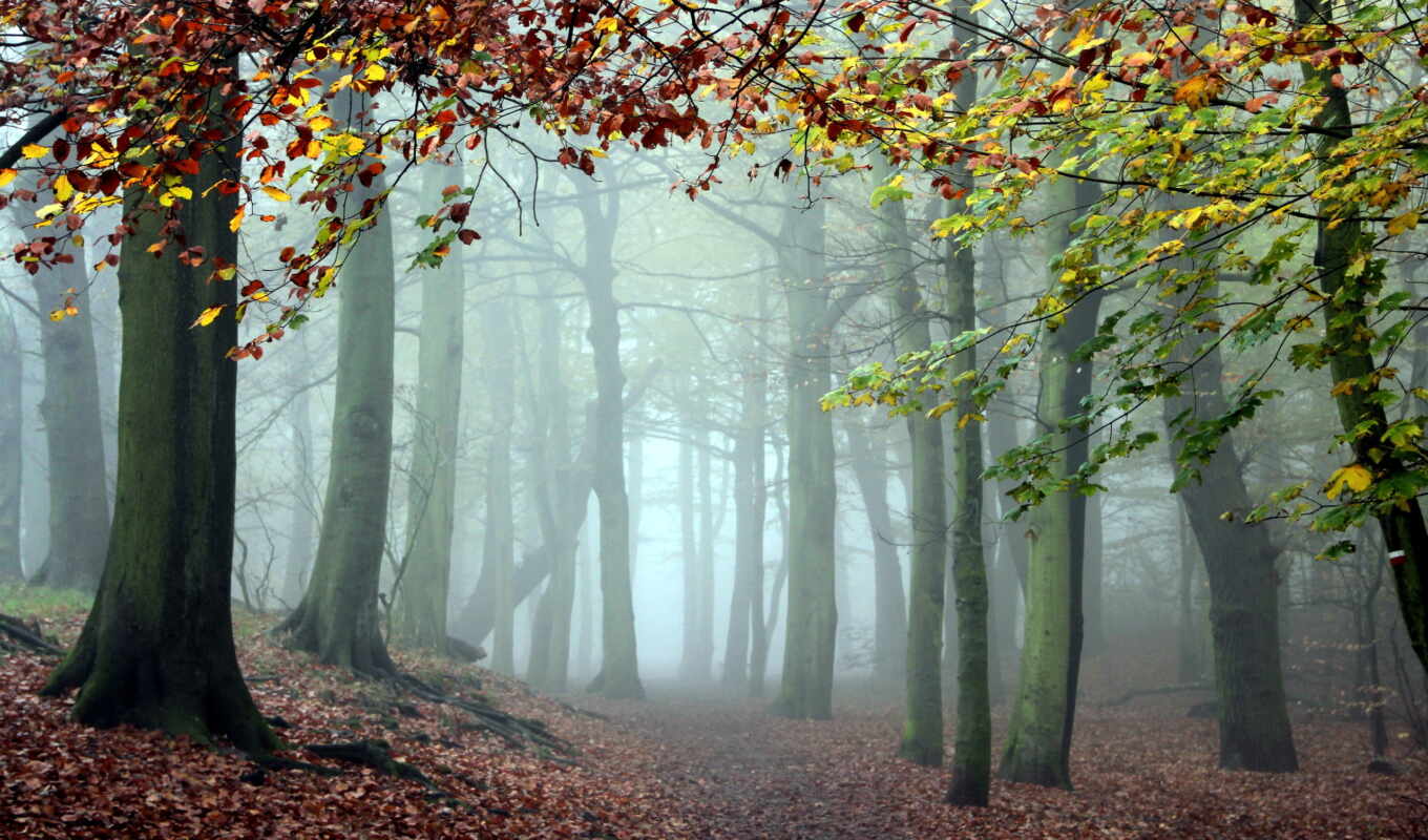 природа, страница, закат, лес, заставки, осень, trees, туман, фоны, установить