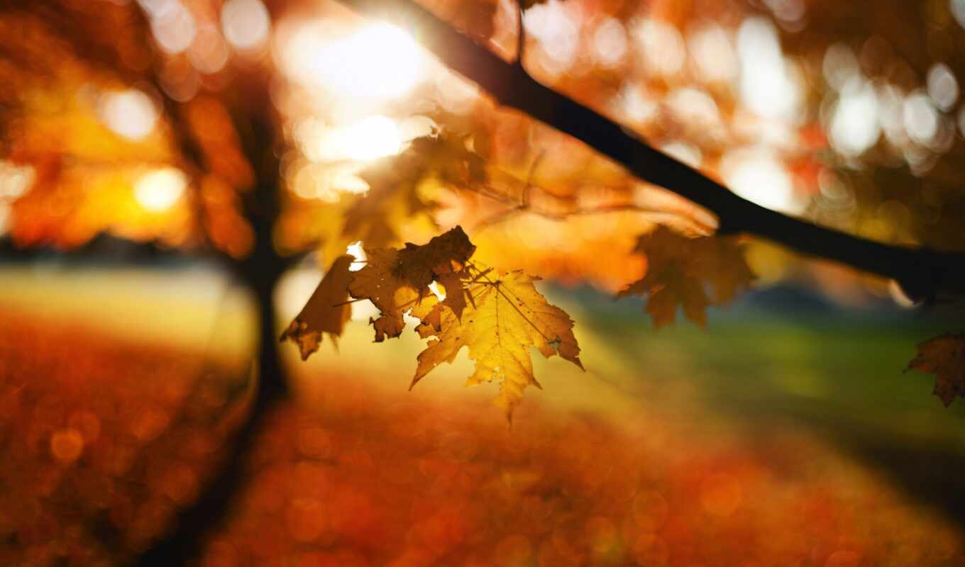 природа, desktop, листья, осень, trees, bokeh, leaf
