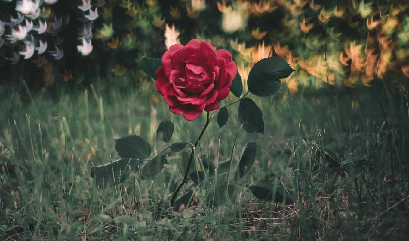 flowers, rose, light, red, water, lawn, production, section, ghoul, gullar