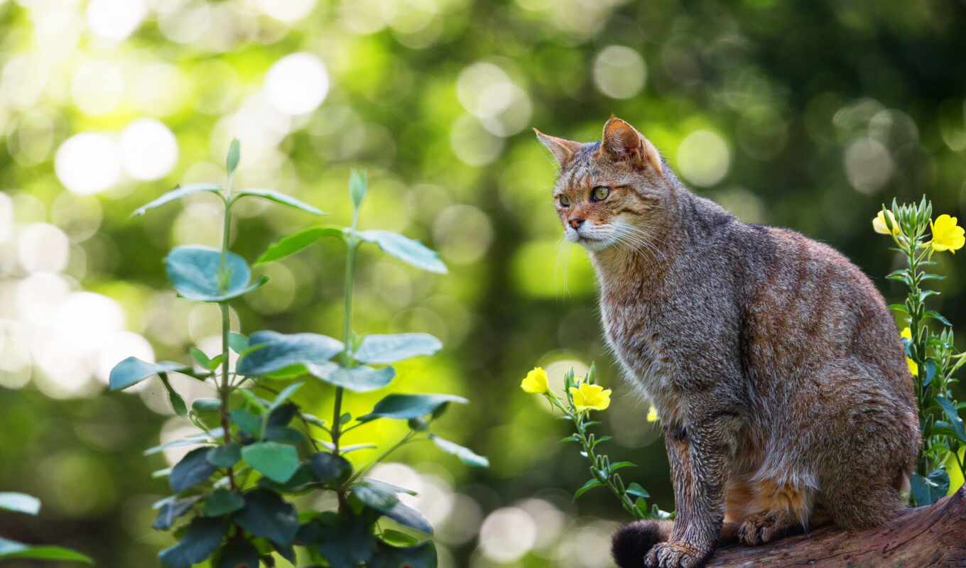 forest, cat, see, wild, plant, hazy
