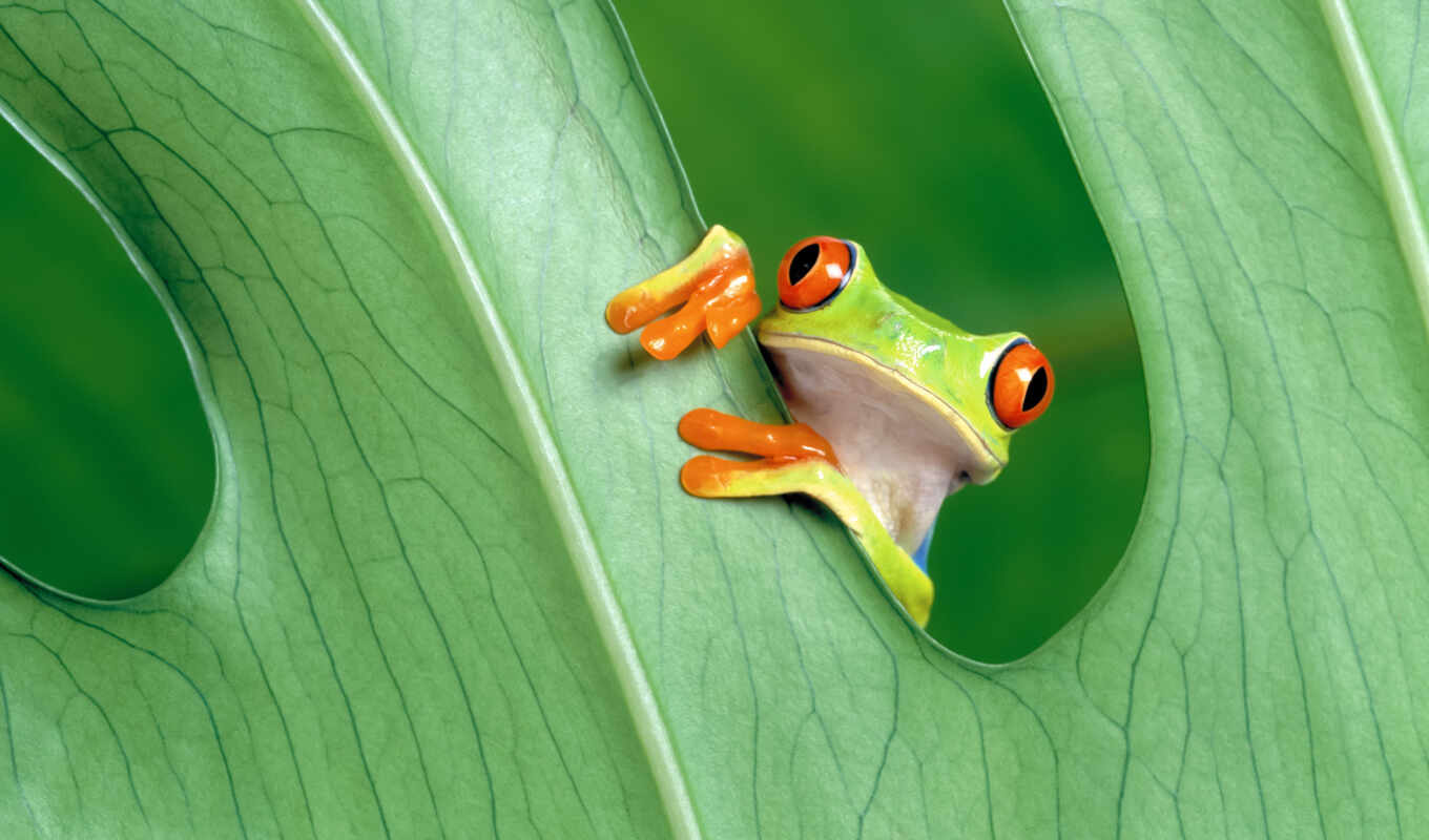 nature, sheet, green, frog, animal, sit, greenery