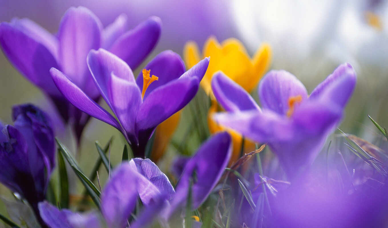 цветы, purple, красивый, крокус