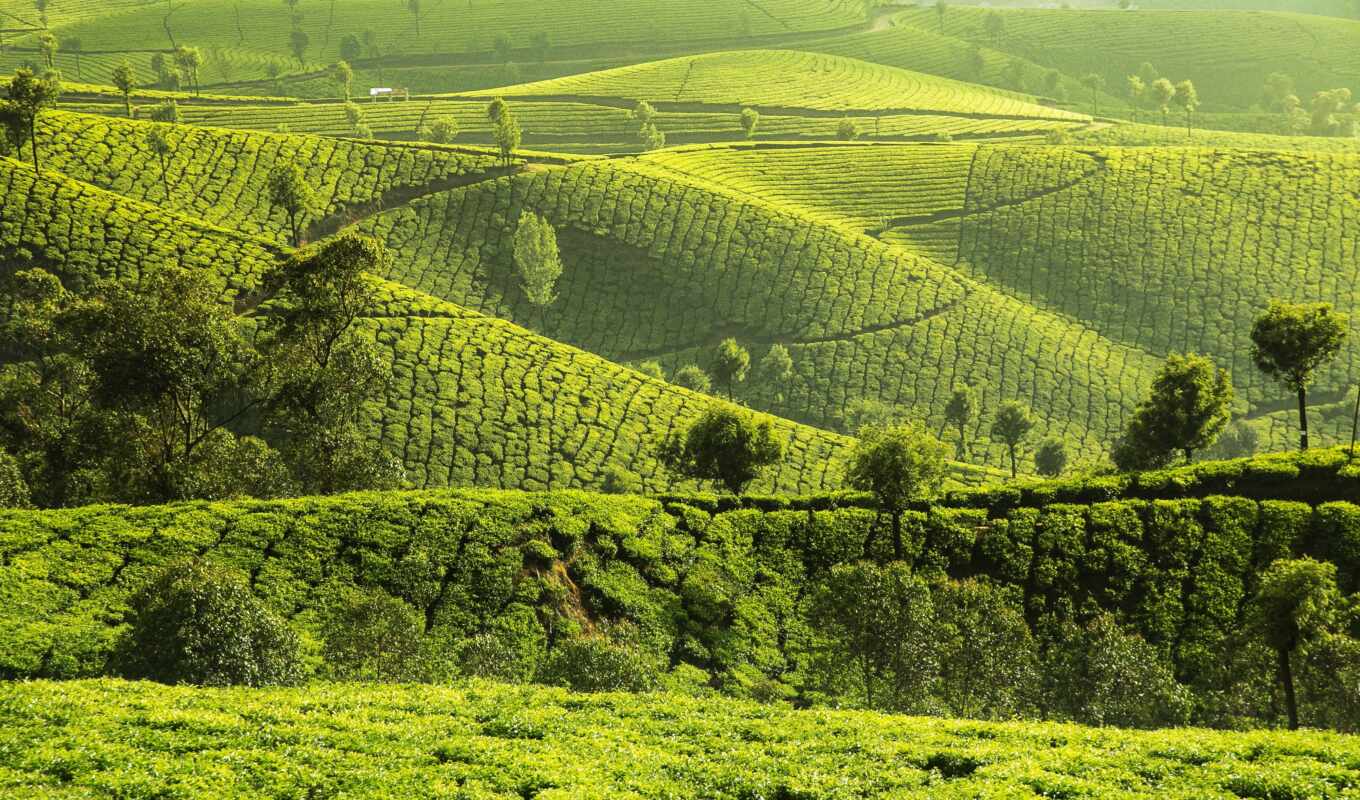 tea, plantation, munnar, sell