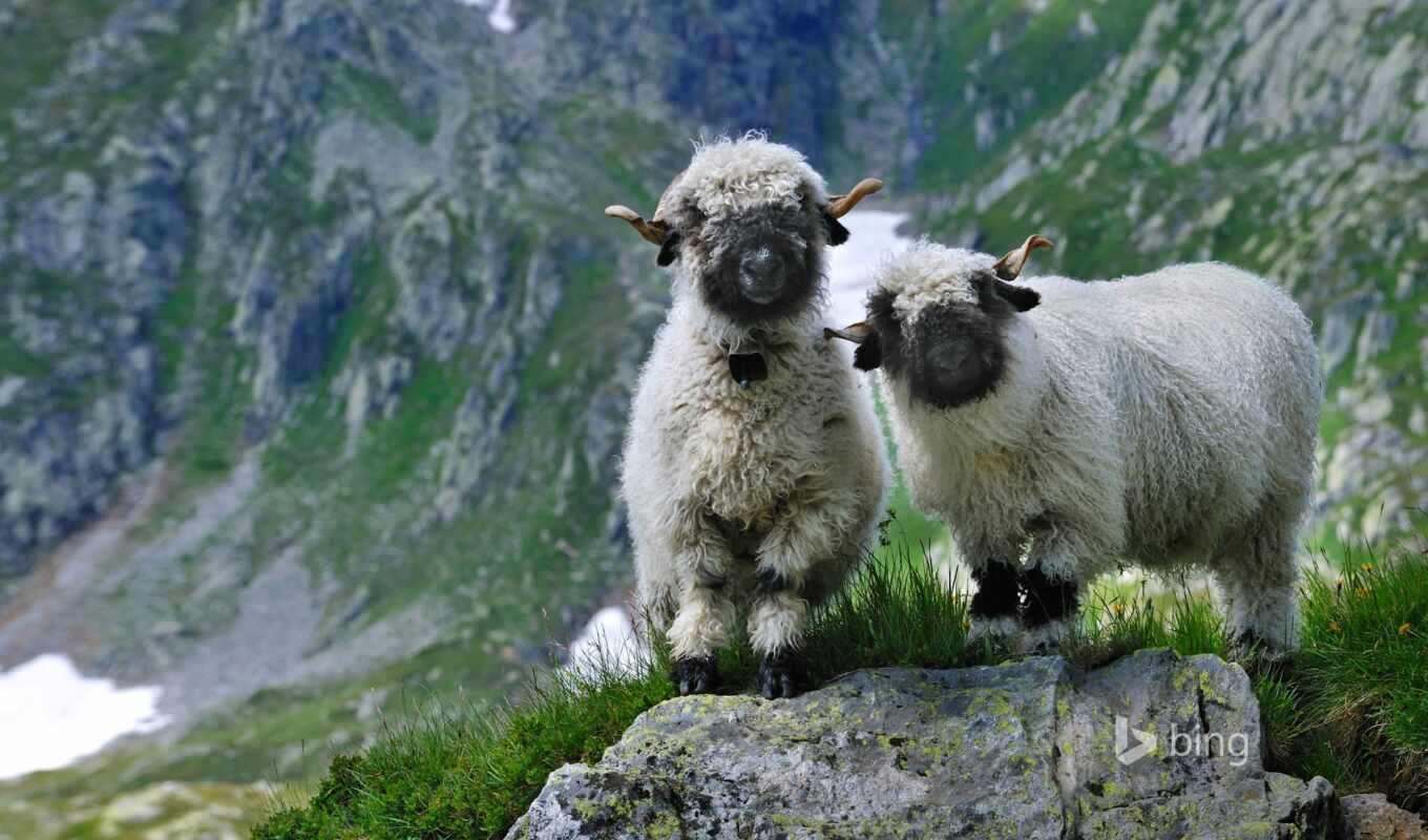 sheep, swiss, гора