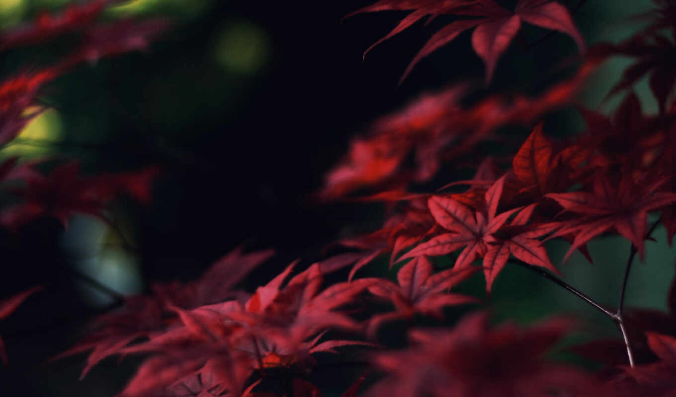 лист, красное, осень