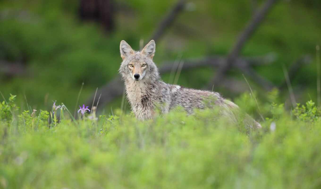 nature, animals, dog, animal, wolf, resident, park, kill, attack, pet, coyote