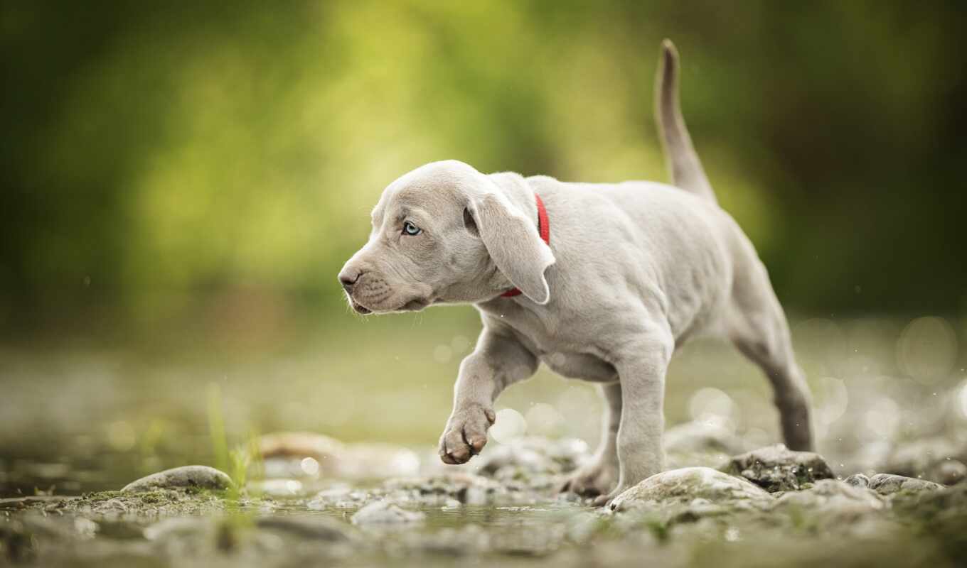 gray, walk, cute, dog, puppy, pet, indicator, weimar, weimaran