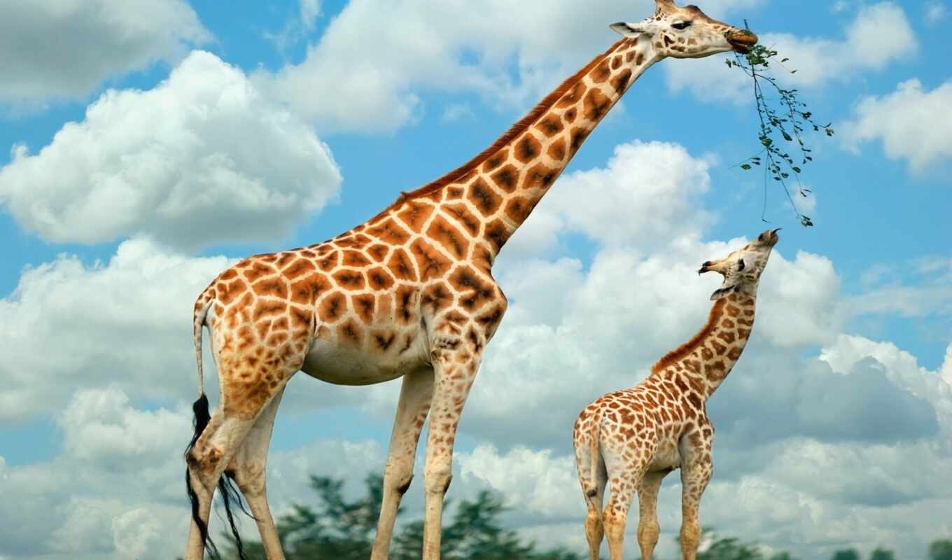 животные, жираф, жирафы