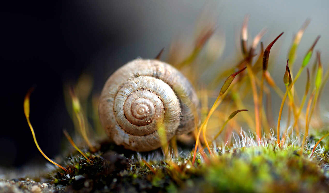 macro, snails, moss, snail, seashell, sink, slugs