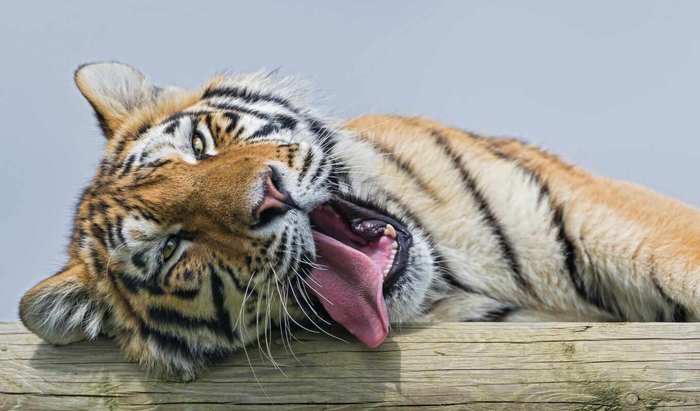 кот, amur, тигр, язык, молодой, lying