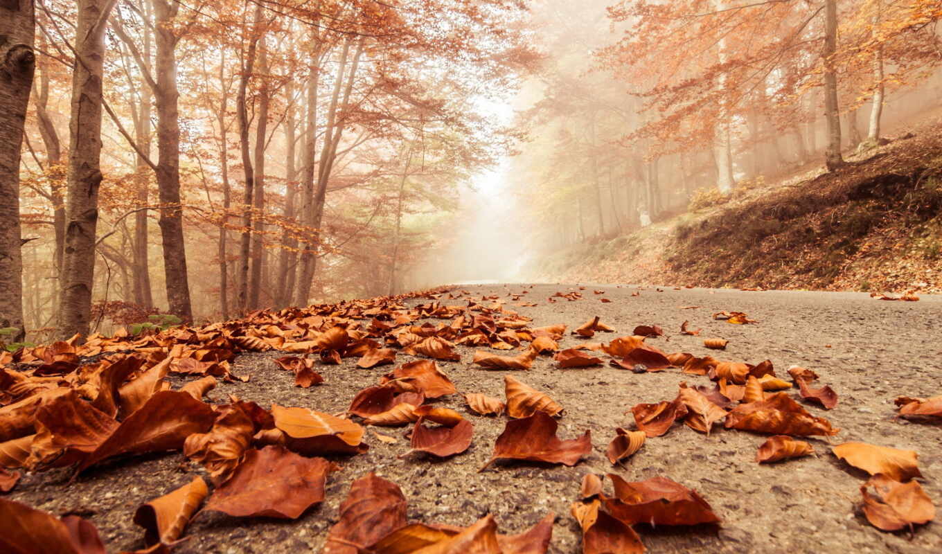 природа, дорога, осень, листва, trees, misty, beech, туманная
