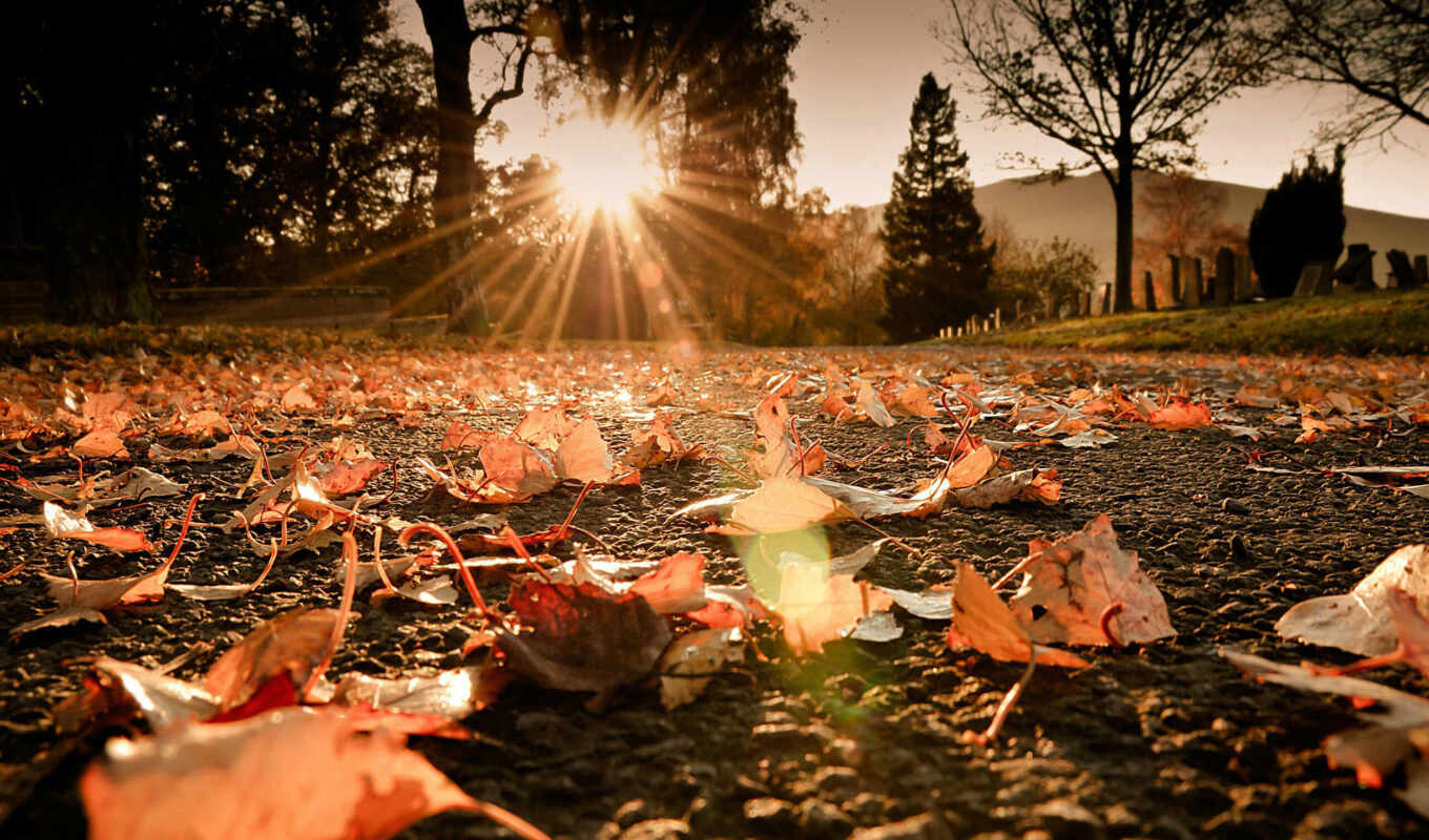 nature, sun, light, macro, road, autumn, foliage, trees, rays