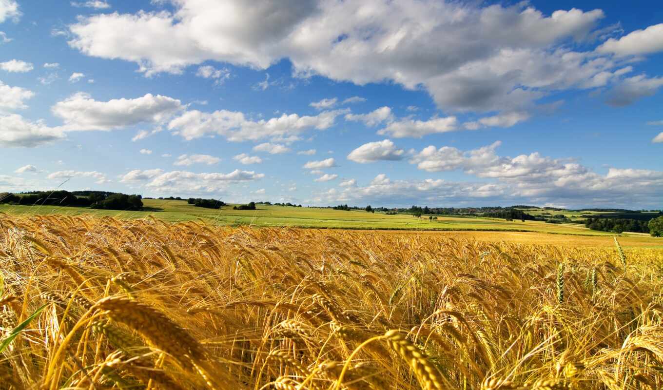 nature, sky, summer, field, wheat, wheat, ears of corn, evils