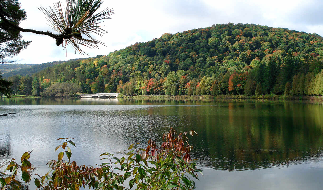 foliage, mouth, park, state, allegany