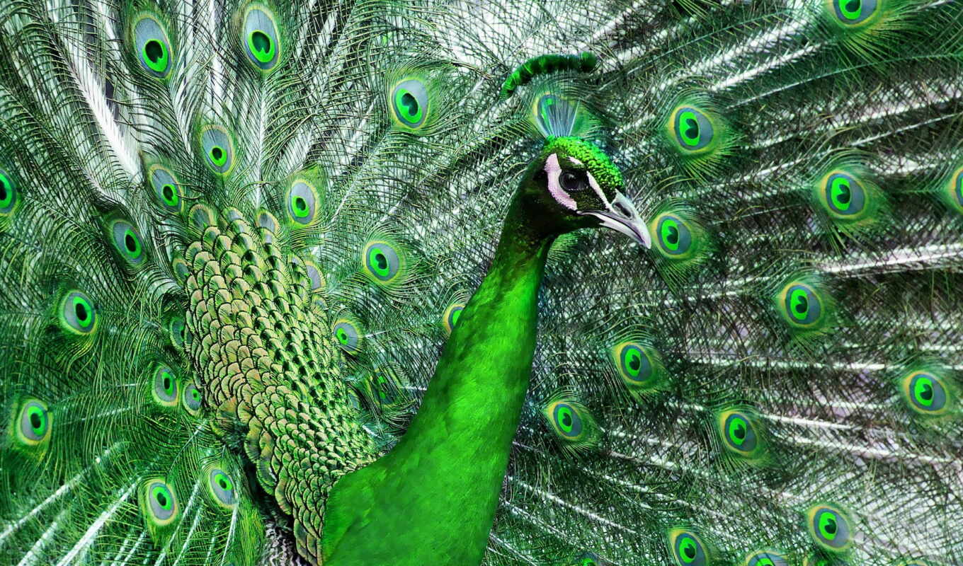 природа, картинка, зелёный, красивые, птица, tail, красивый, перья, peacock
