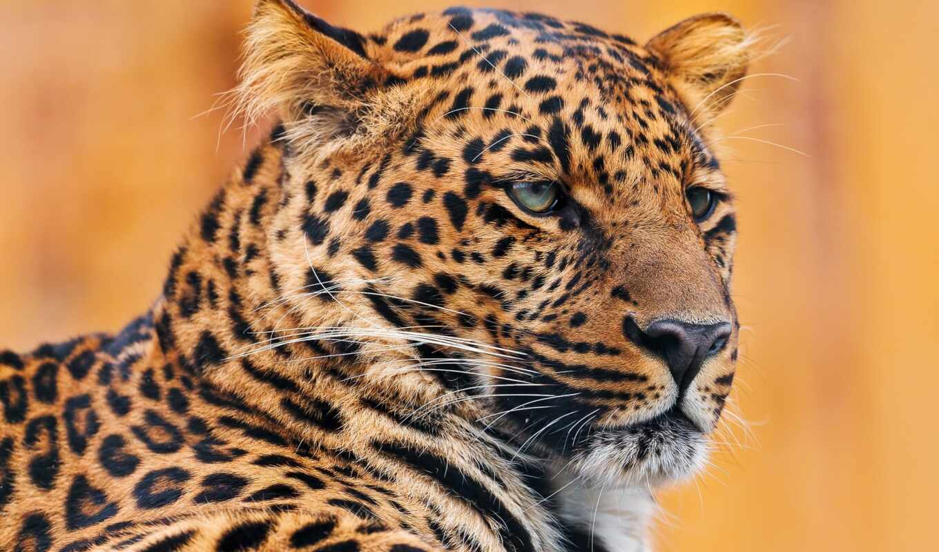 кот, леопард, wild, морда, красивый