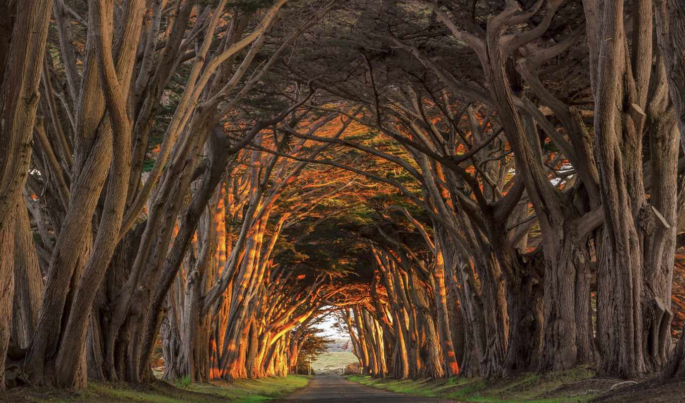 tree, california, place, park, cypress, national, tunnel, point, sea, reyes, headland