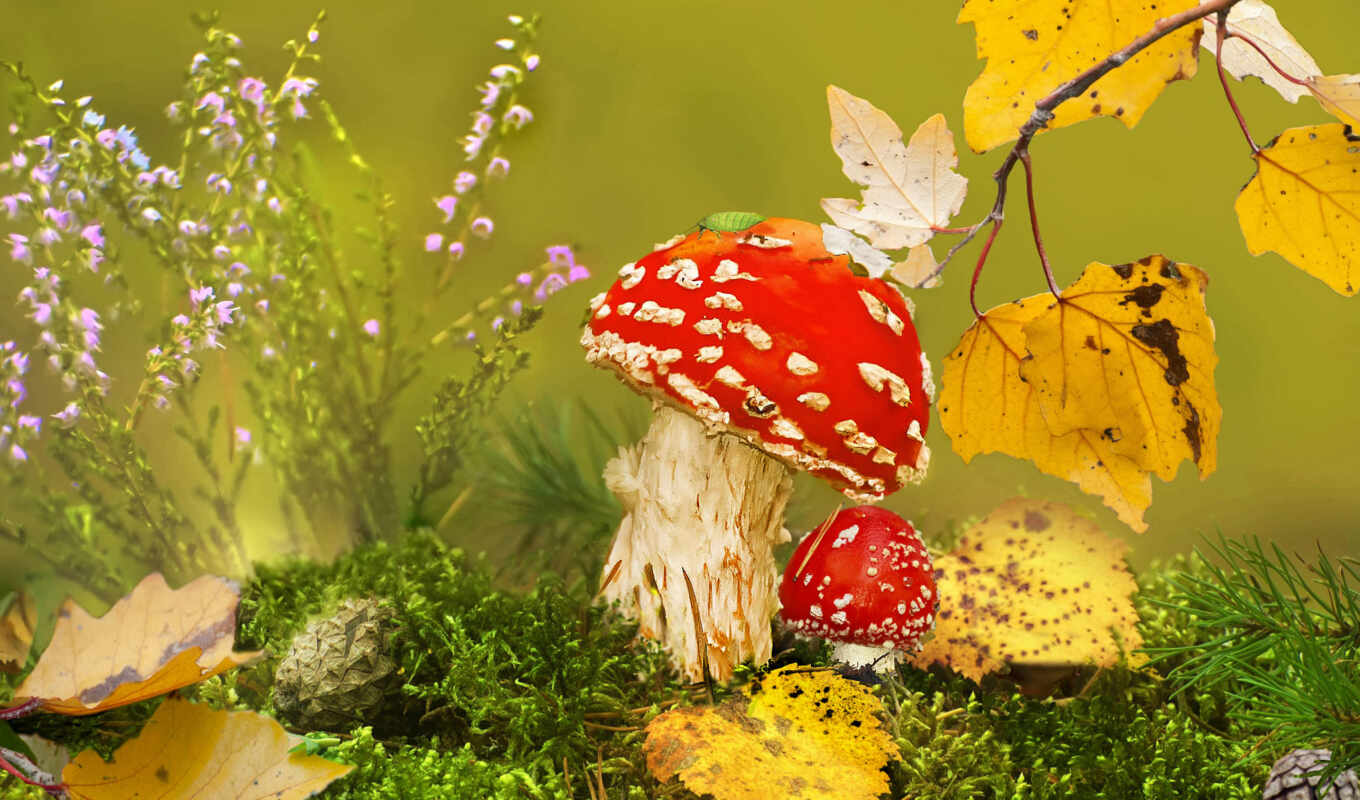 nature, sheet, grass, autumn, leaf, mushroom, cone, fly agaric