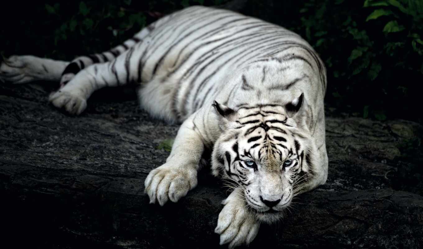 white, тигр, funart