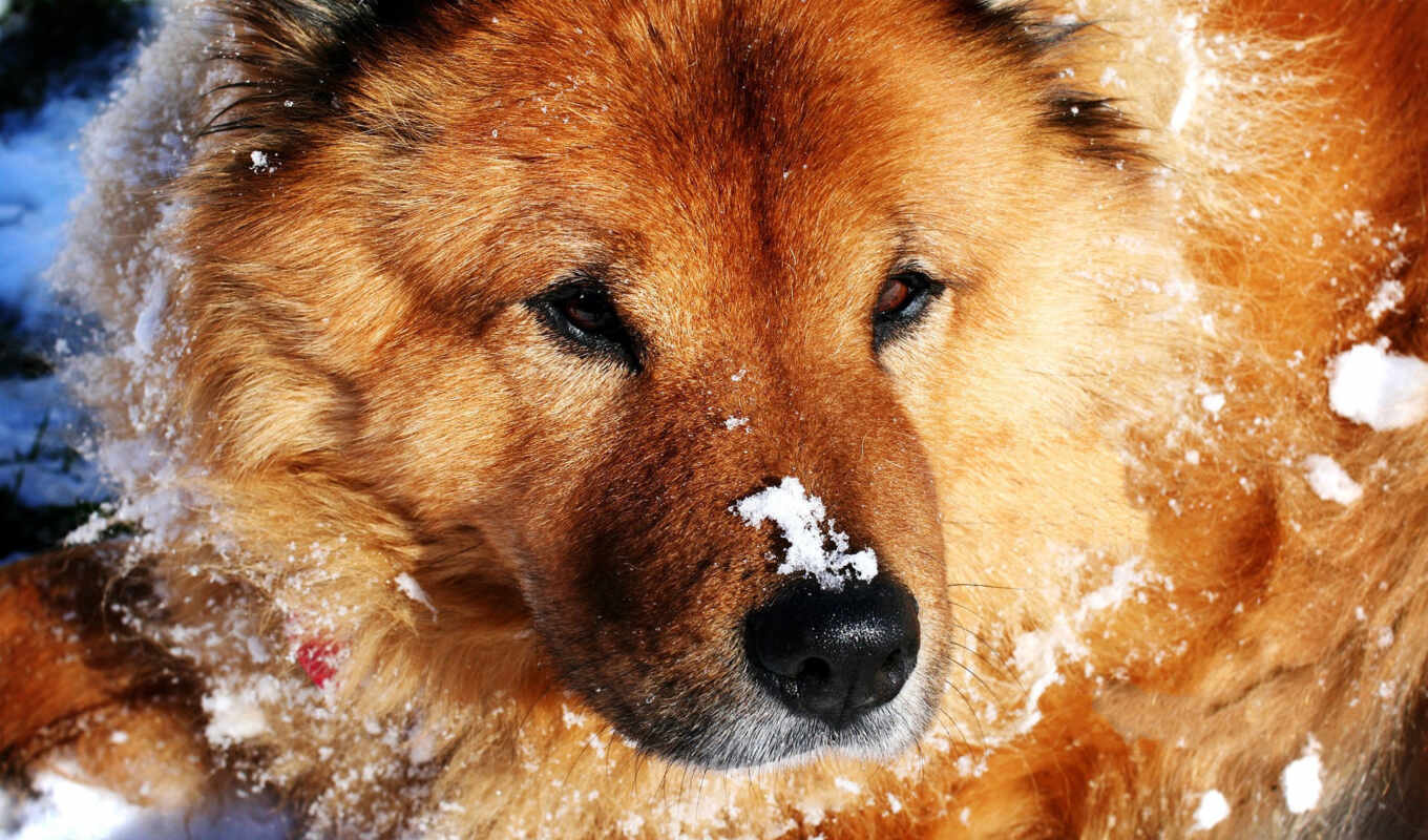 снег, собака, animal, чау