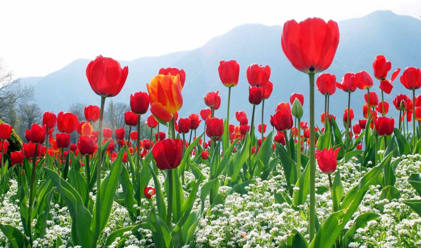 природа, есть, весна, всех, тюльпаны, тег, cvety, которых, lei, фотообои