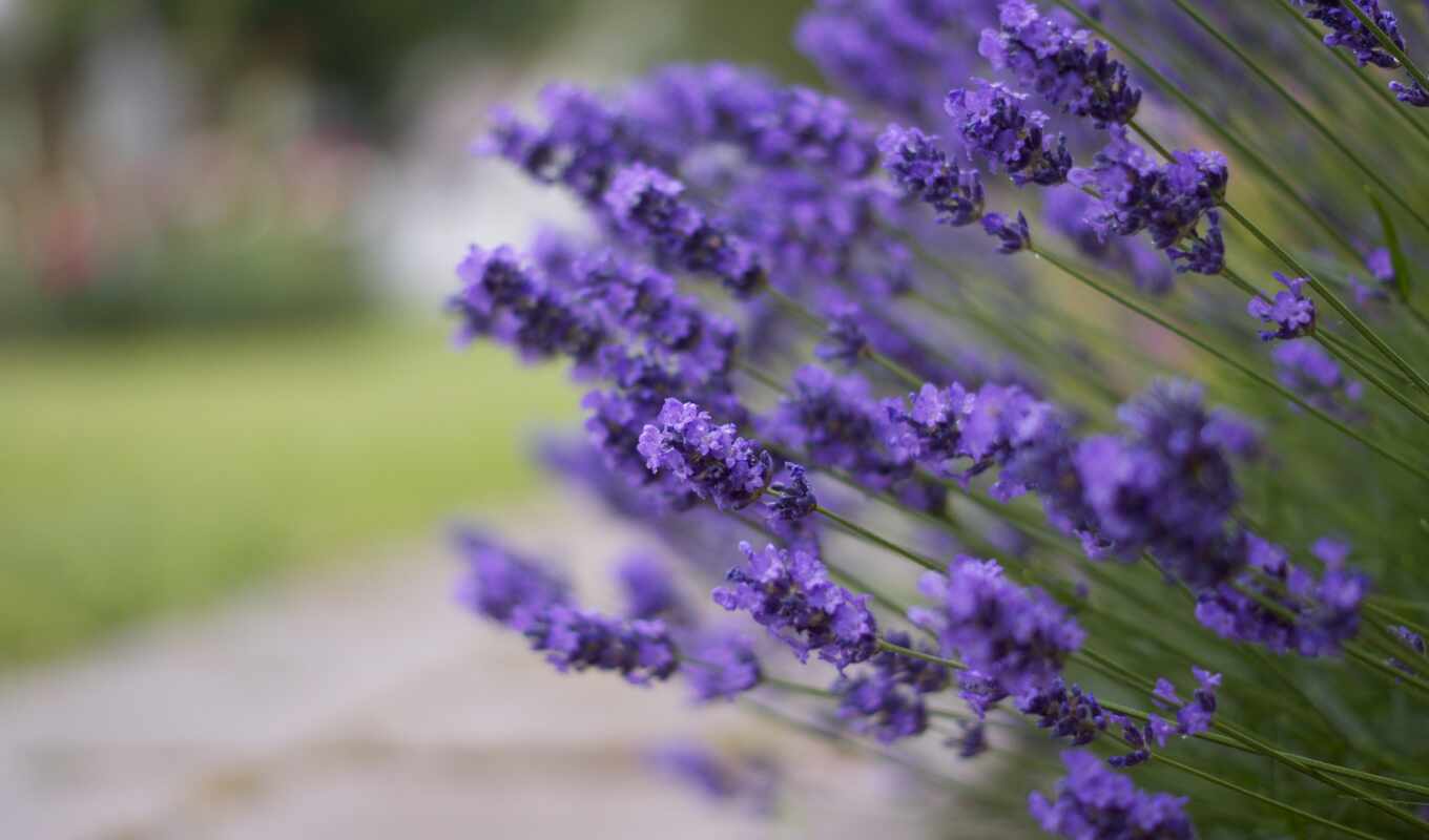 wall, paper, twitter, lavender, blooms, optical, summer, lavender, pore, lavender