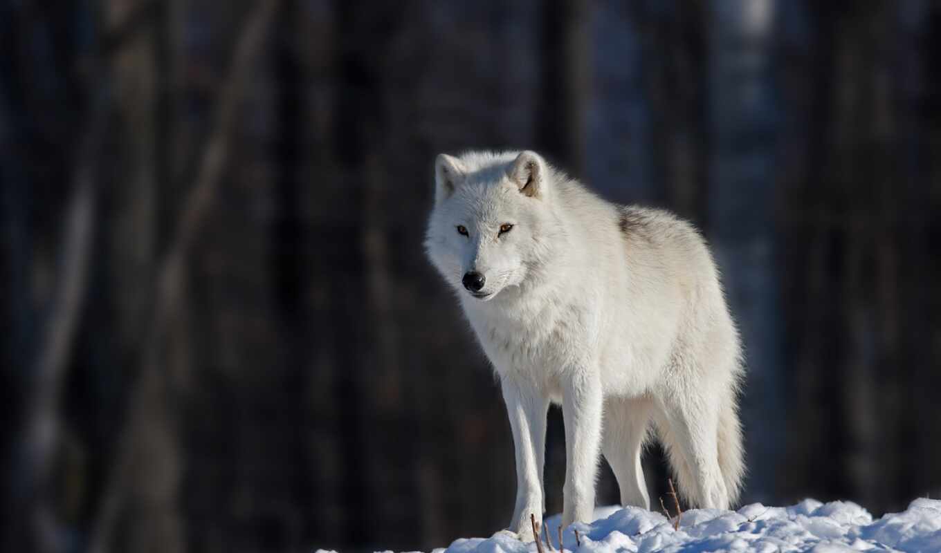 white, light, snow, eyes, bokeh, wolf, wolves