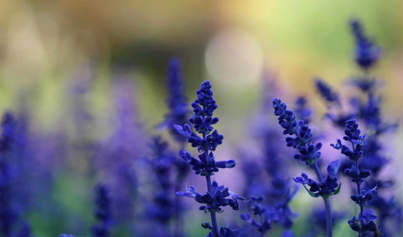 summer, lawn, blue, cvety, lavender, plants