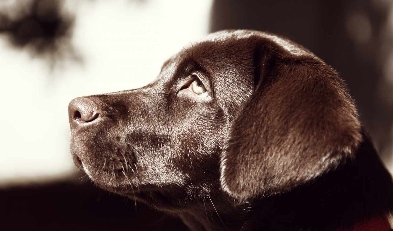 profile, собака, labrador, retriever, funart, oir
