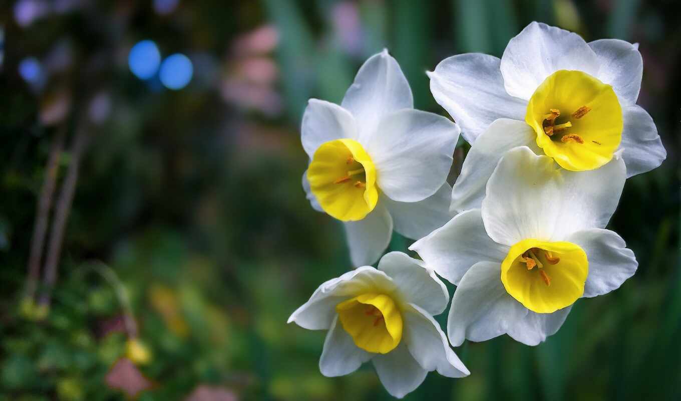 цветы, white, daffodil