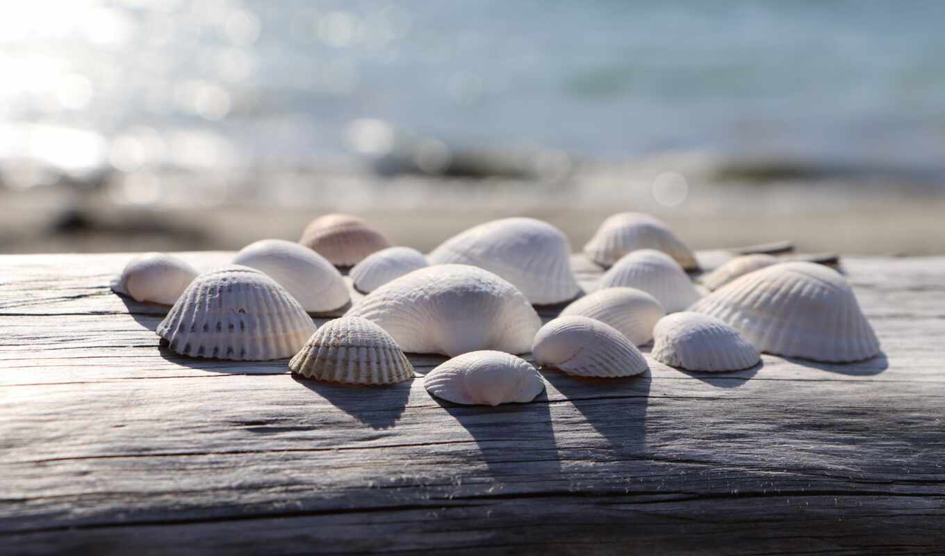 game, shell, beach, side
