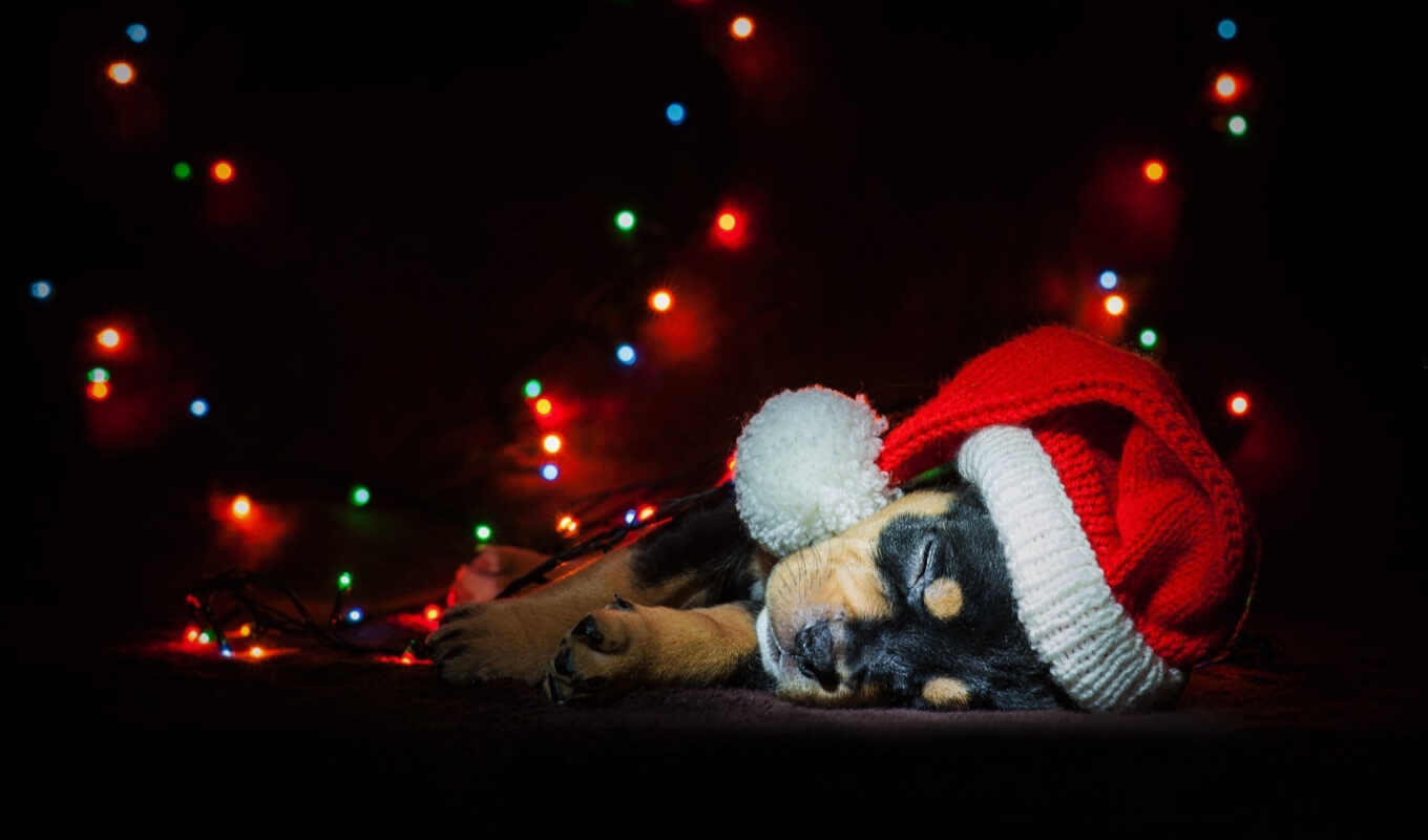 light, dog, santa, christmas, puppy, sleep, animal