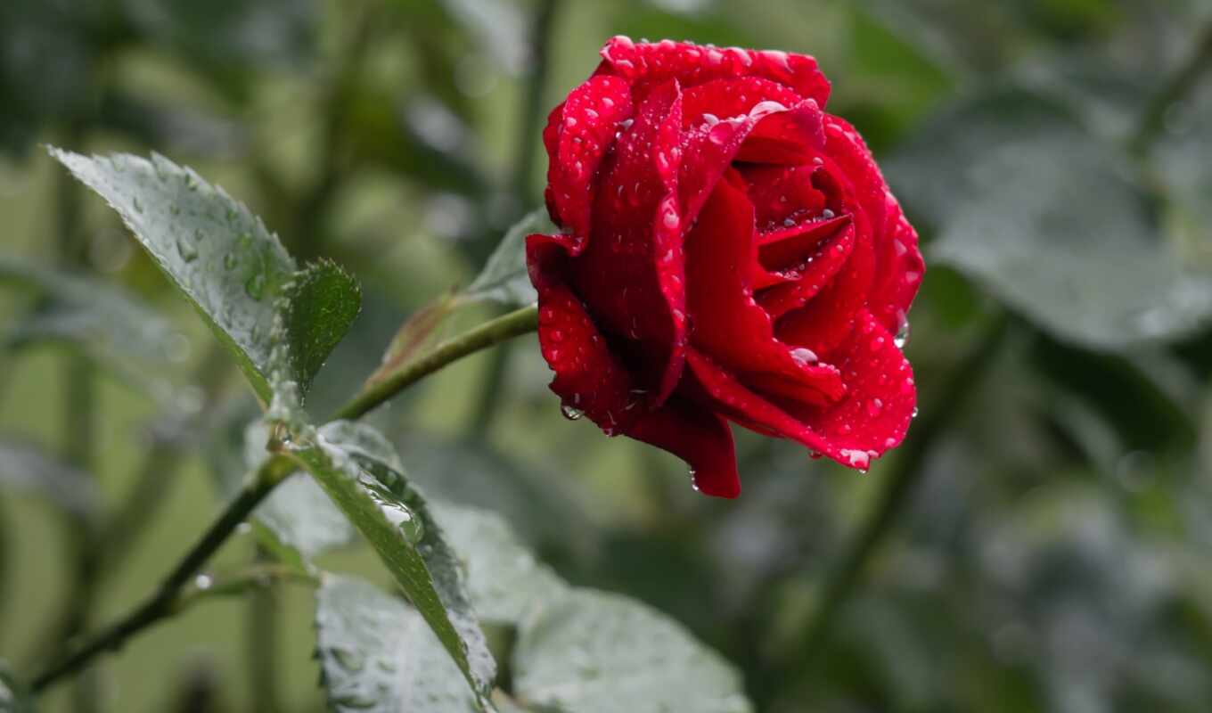flowers, rose, collection, summer, rain, red, class, master