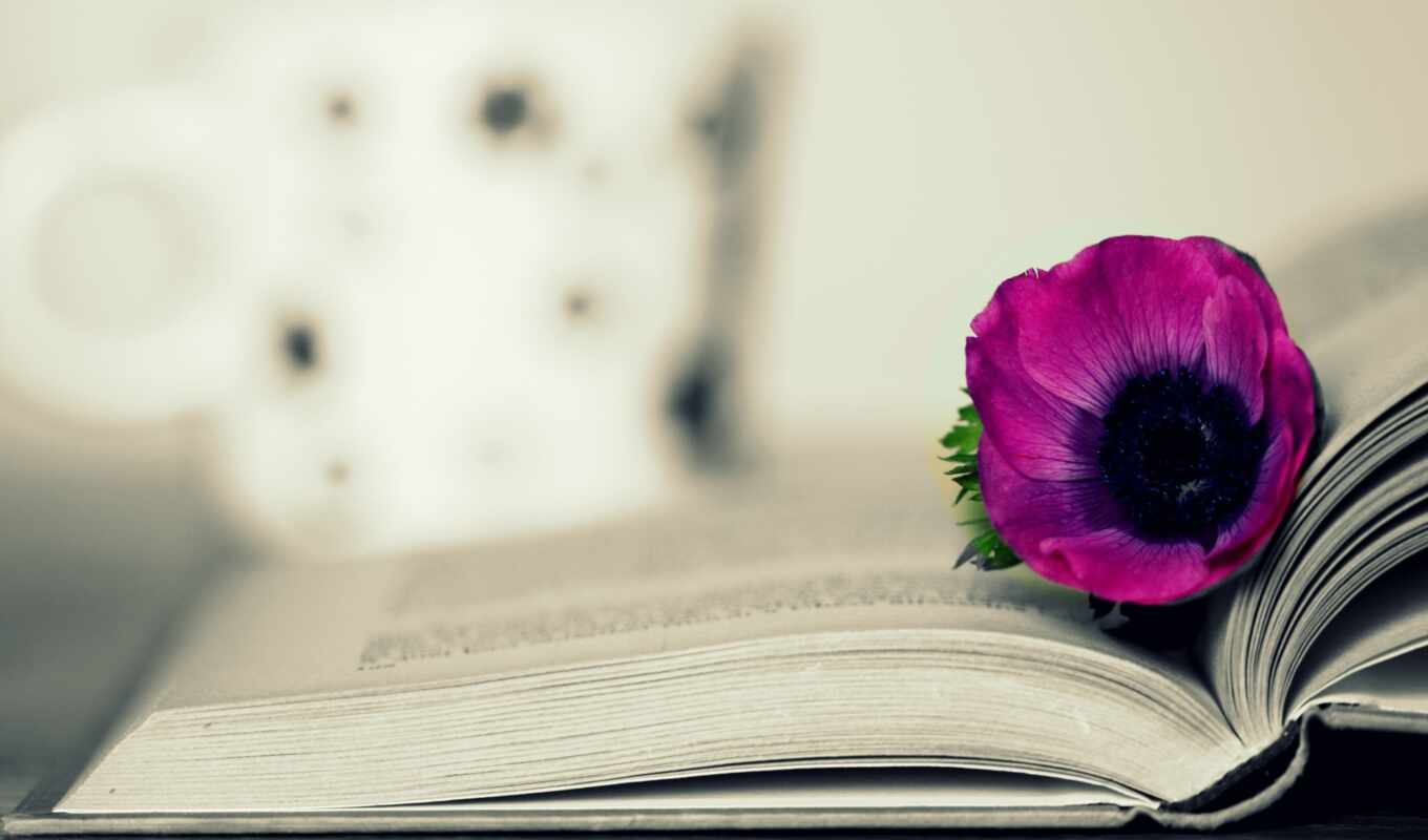 цветы, книга, лежит, розовый, книги, education, страницах, разное, книжка