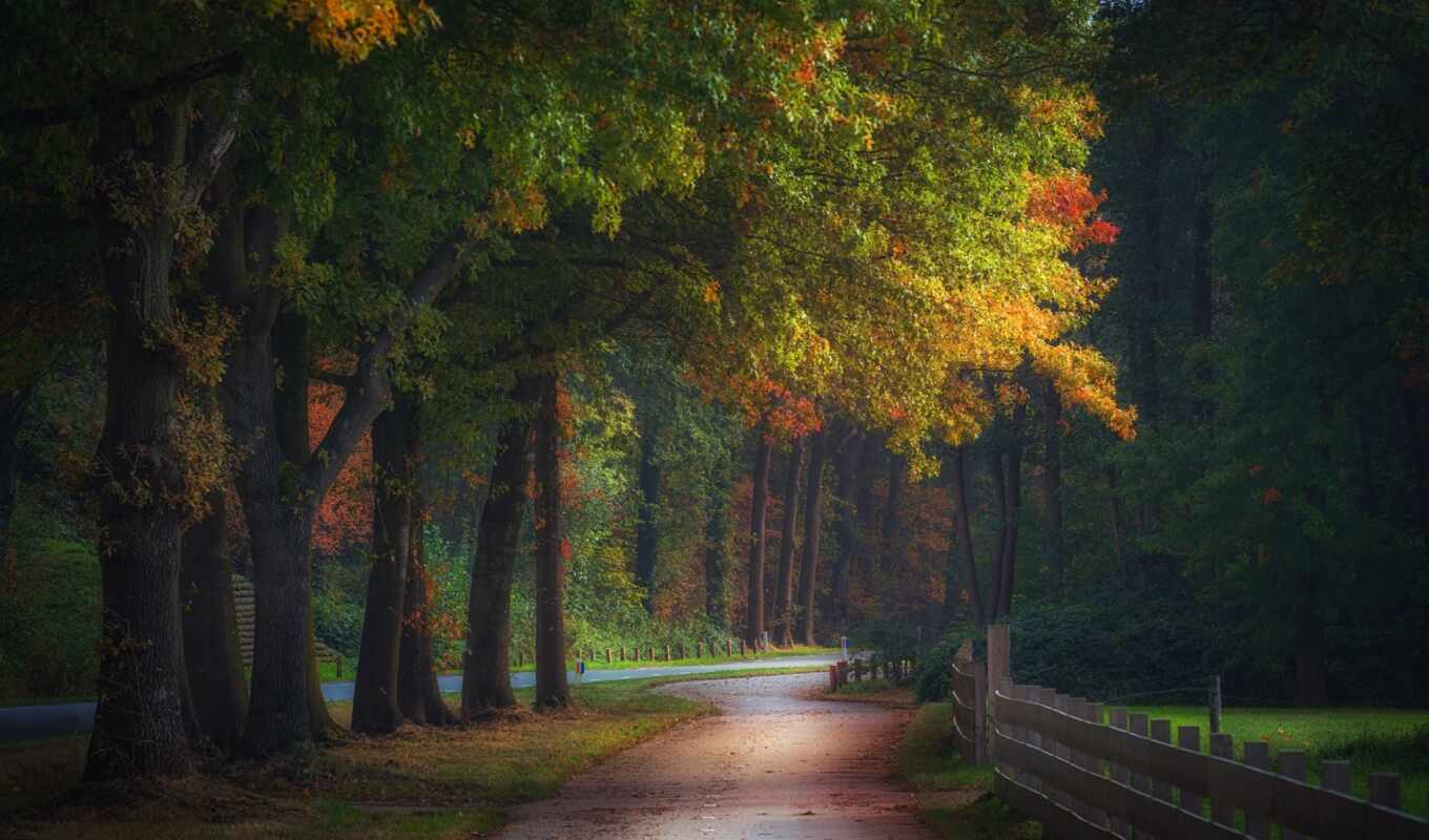 природа, лес, нидерланды, different, осень, trees, national, магия, fore